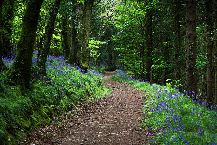 A Walk in the Bluebell woods Photograph by Maggie Mccall