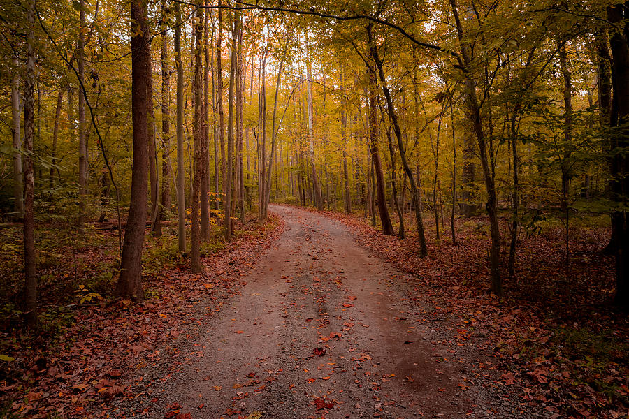 Nature Photograph - A Walk In The Fall by Dan Girard
