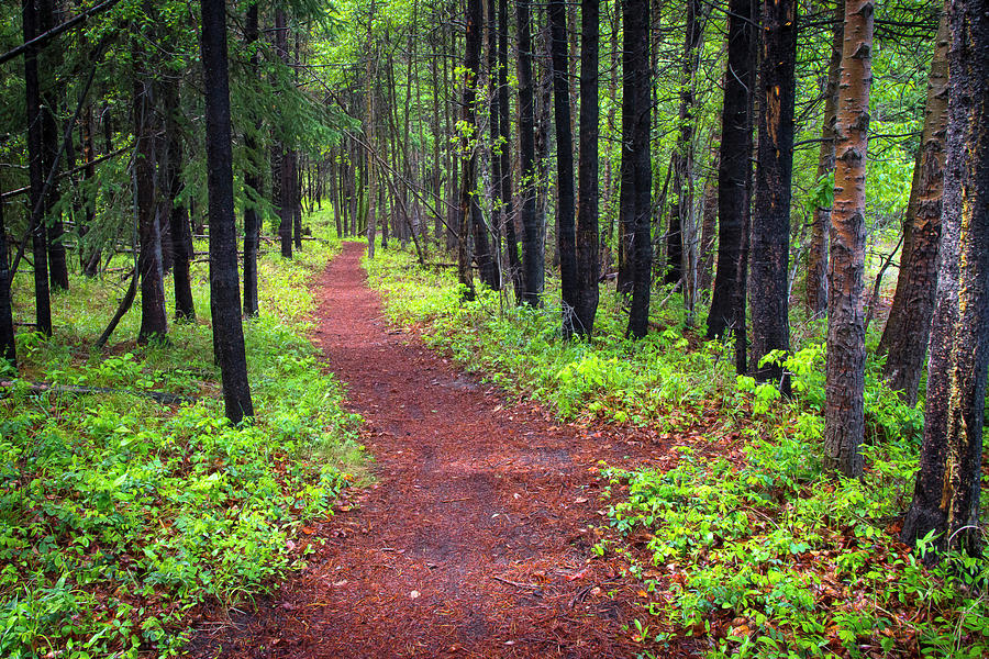 A walk in the Forest Photograph by Bill Cubitt