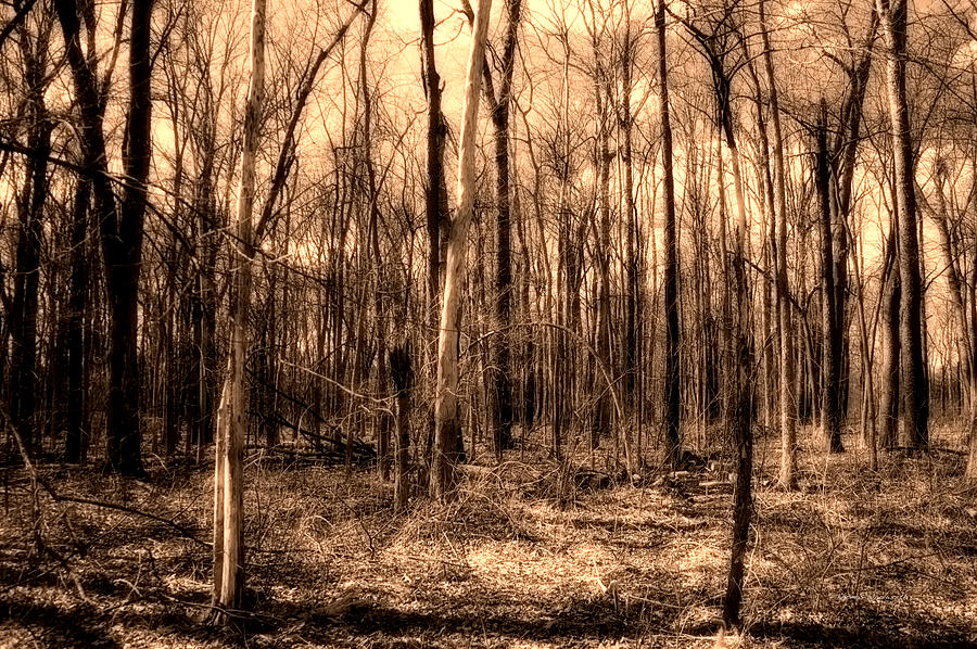 A Walk In The March Woods Sepia Photograph by Thomas Woolworth