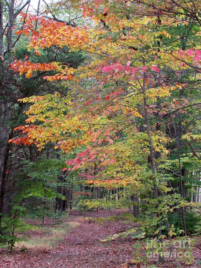 Fall Photograph - A Walk in the Park by Anne Ditmars