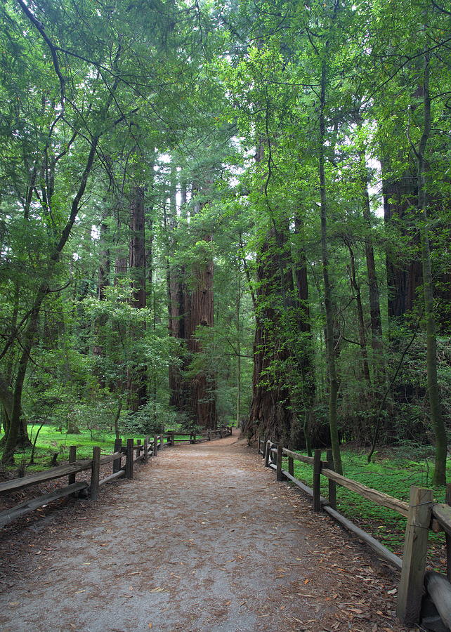 A Walk in the Tall Trees by Harold Rau A Walk in the Tall Trees by Harold Rau