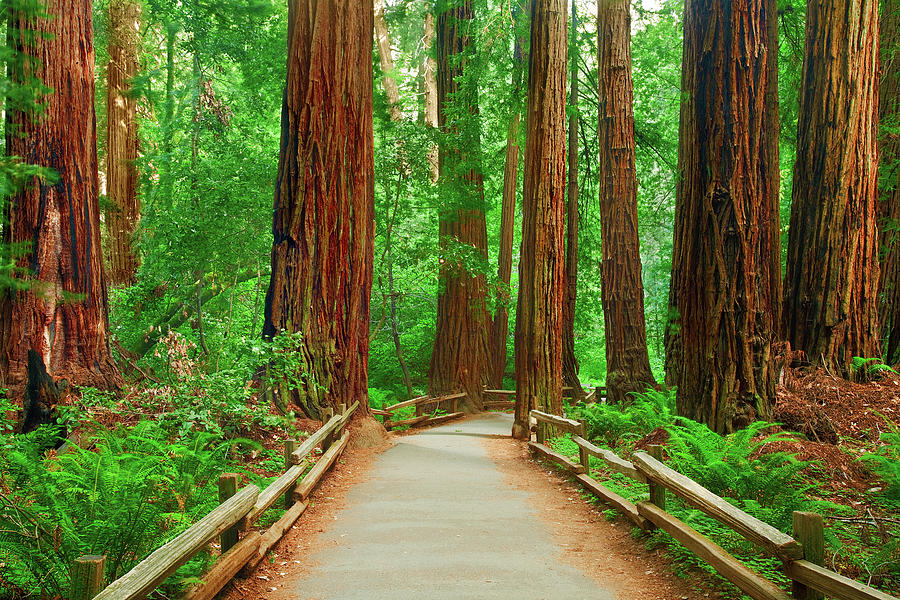 Muir Woods National Monument Photograph - A Walk in the Woods by Brian Knott Photography