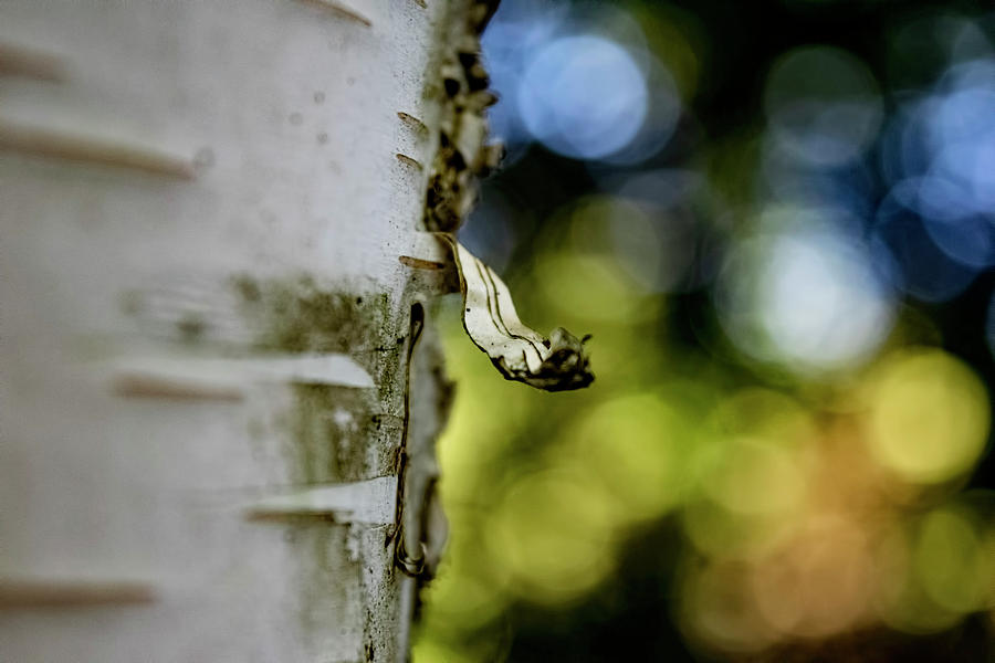 A WALK IN THE WOODS IS GOOD FOR THE SOUL by Christina VanGinkel A WALK IN THE WOODS IS GOOD FOR THE SOUL by Christina VanGinkel