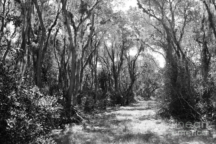 A walk in the Woods Photograph by Robert Wilder Jr