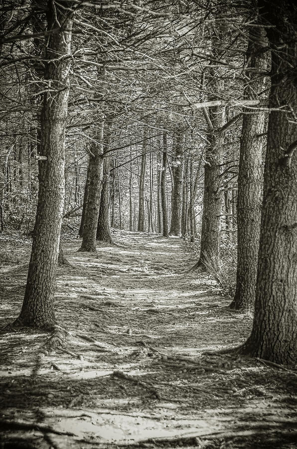 A Walk in Walden Woods Photograph by Ike Krieger