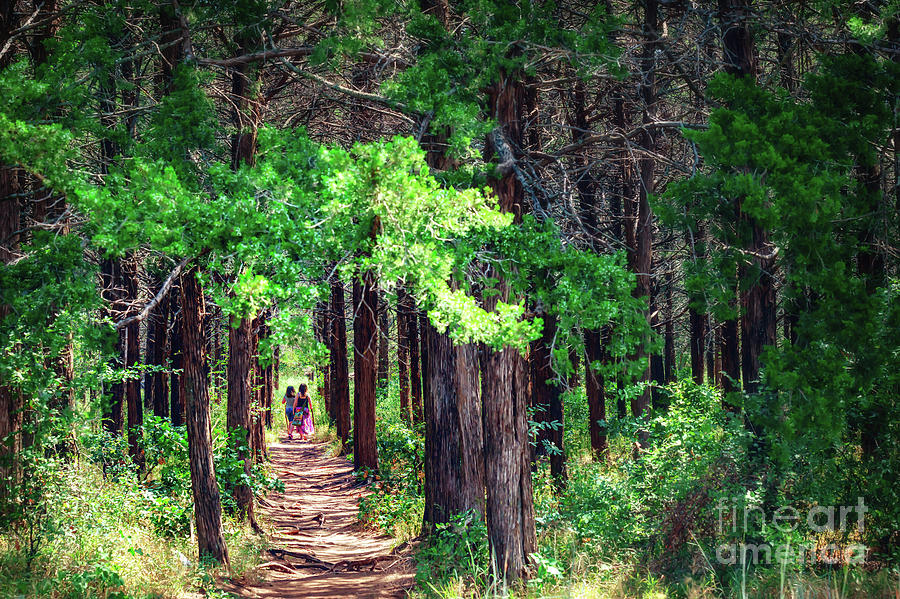A Walk Into the Forest Photograph by Tamyra Ayles