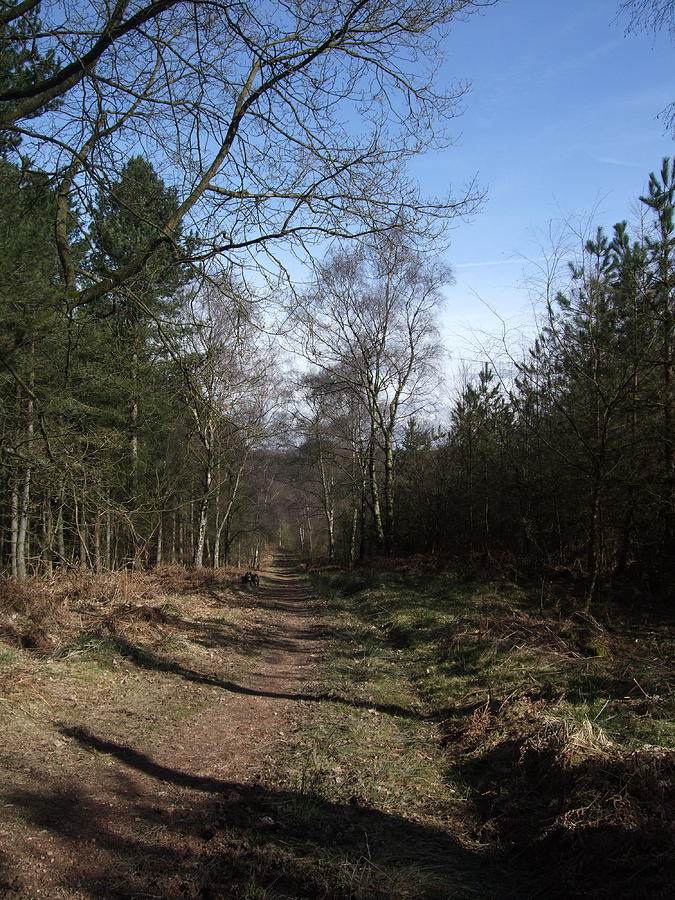A Walk On Cannock Chase Photograph by Jean Walker