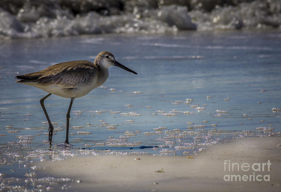 Tampa Photograph - A Walk On The Beach by Marvin Spates