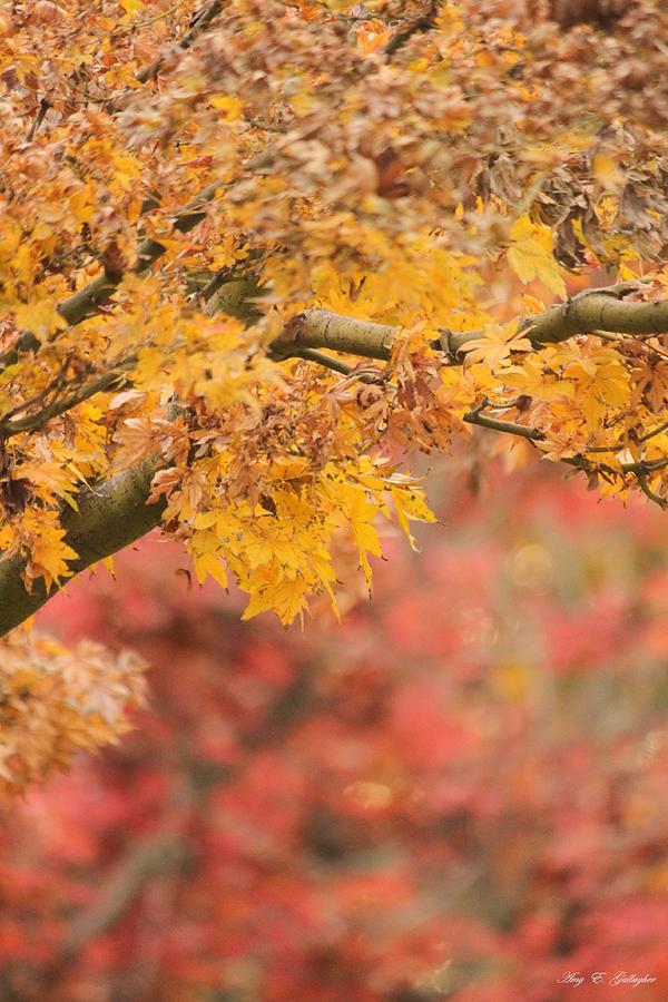 A Walk Through Autumn  Photograph by Amy Gallagher