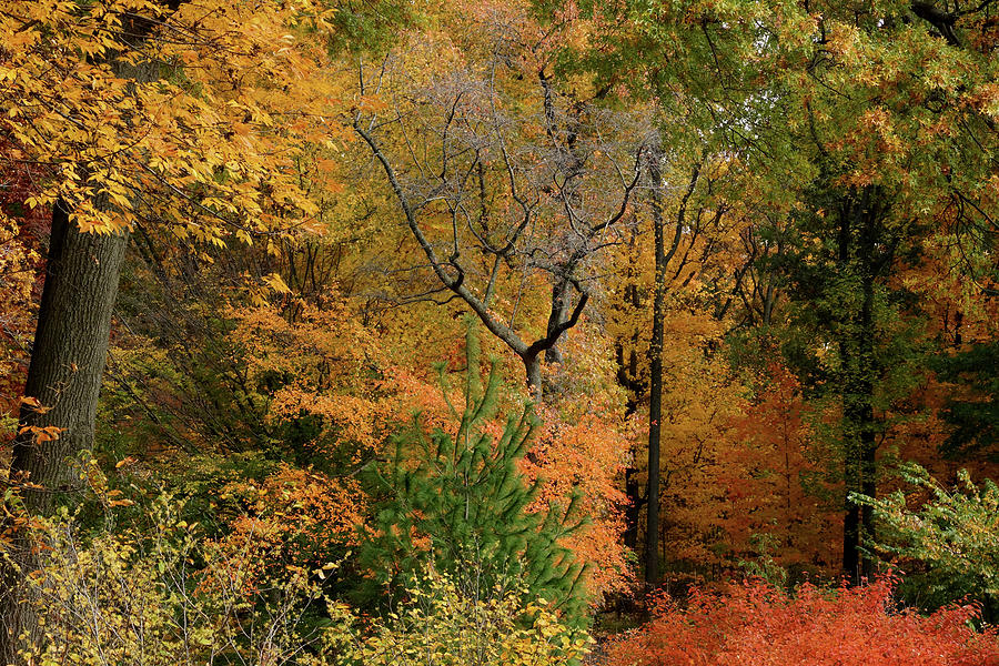 A Walk Through Autumn Photograph by Cate Franklyn