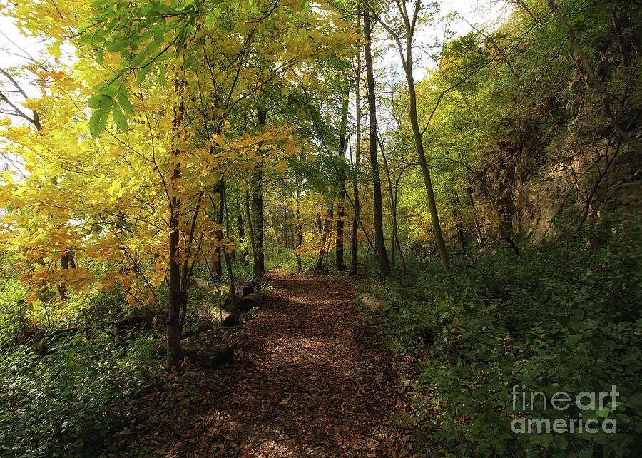 A Walk Through Autumn Photograph by Jimmy Ostgard