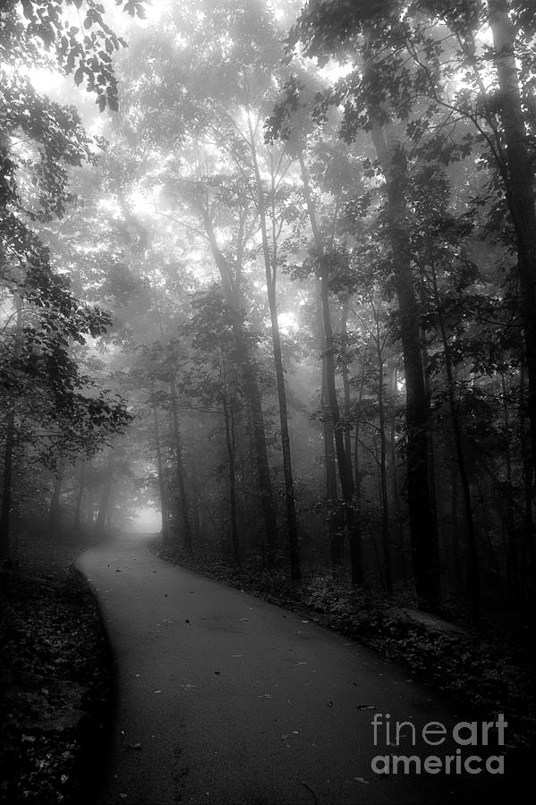 A Walk Through The Fog Photograph by Michael Eingle