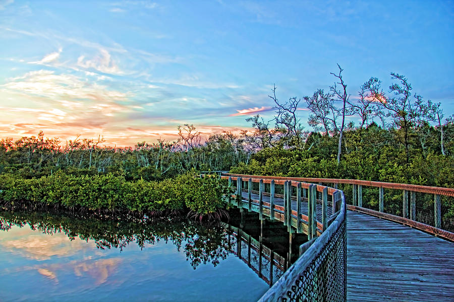A Walk Through The Mangroves Photograph by HH Photography of Florida