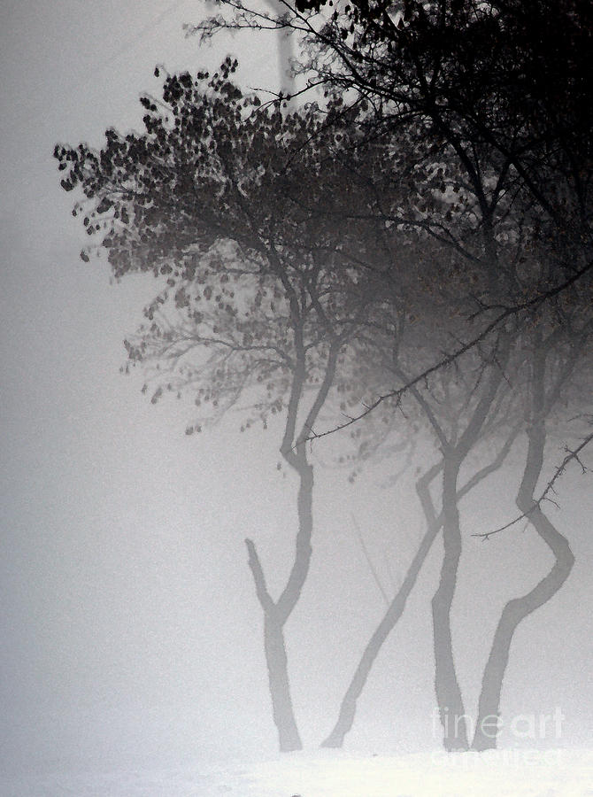Tree Photograph - A Walk Through The Mist by Linda Shafer