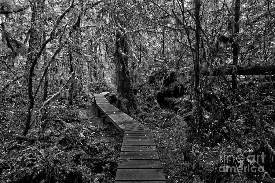 A Walk Through The Willowbrae Rainforest Black And White Photograph by Adam Jewell