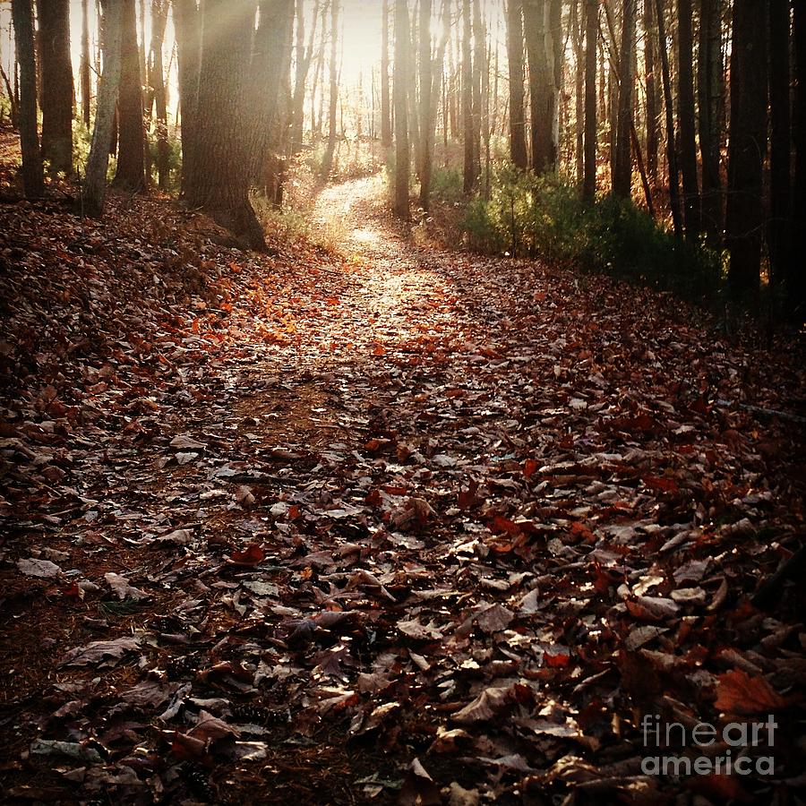 A walk through the Woods Photograph by Anita Adams