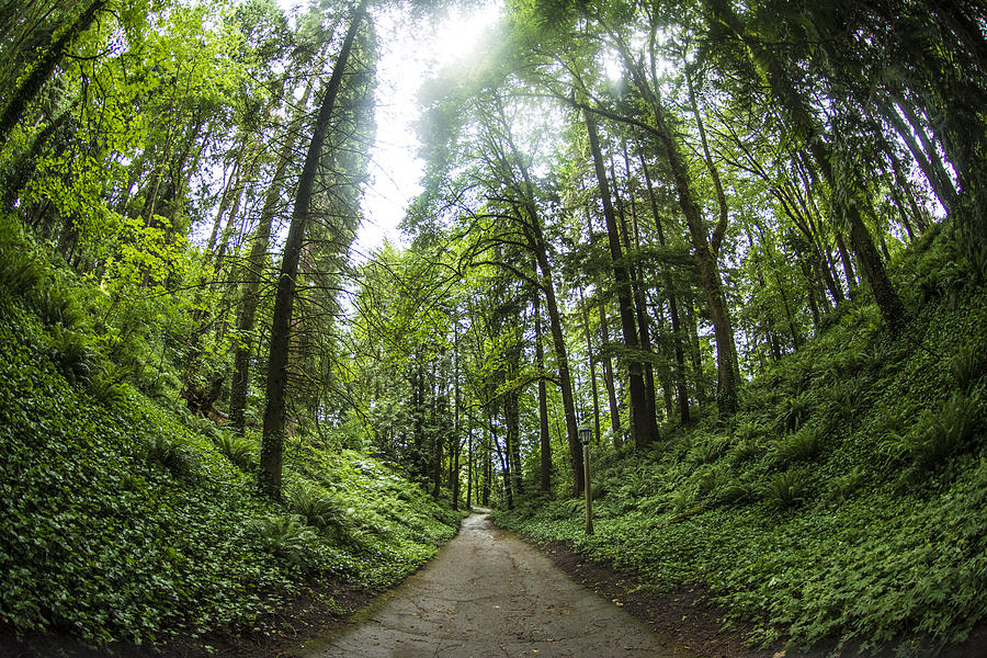 A Walk Through Washington Park in Portland Photograph by Matt McDonald