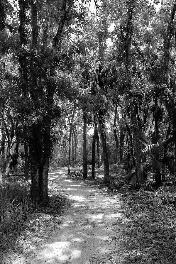 A Walk Through Woodmere Photograph by Robert Wilder Jr