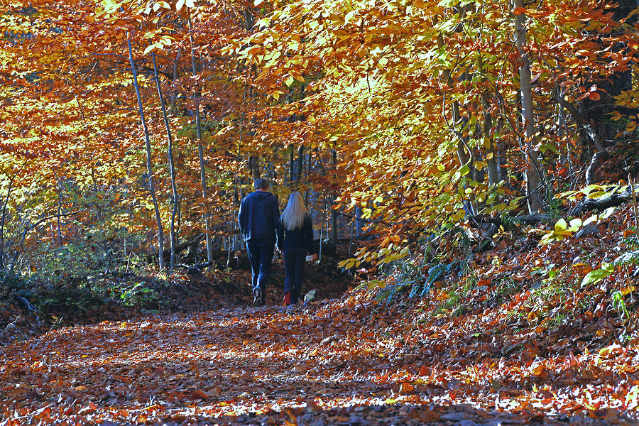 A Walk Through the Woods Photograph by Allen Beatty