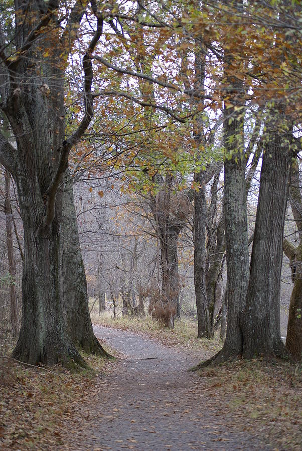 Trail Photograph - A walk to remember by Heidi Poulin Trail Photograph - A walk to remember by Heidi Poulin