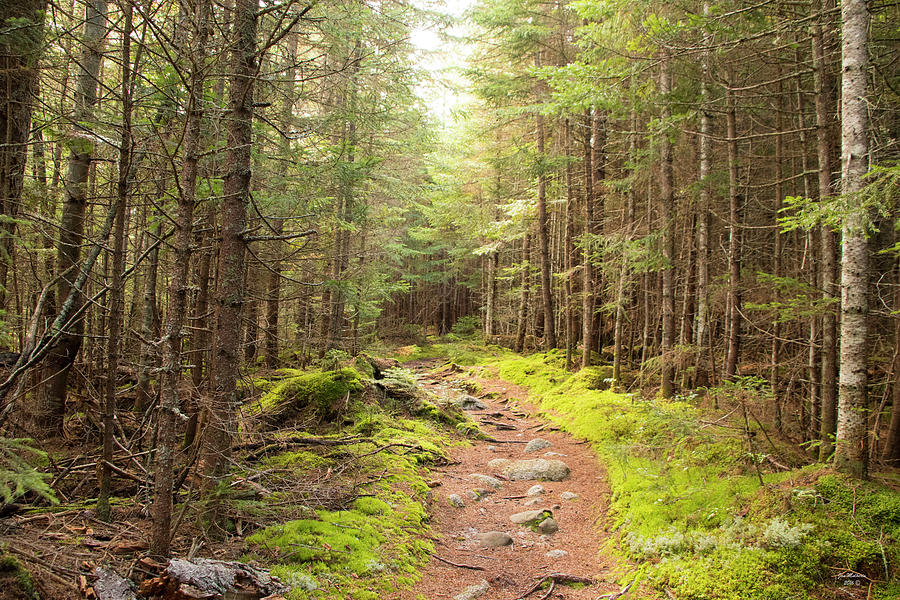 A Walk To Remember In Baxter State Park Photograph