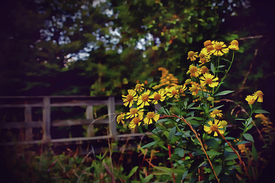 A Walk With Wildflowers Photograph by Jessica Brawley