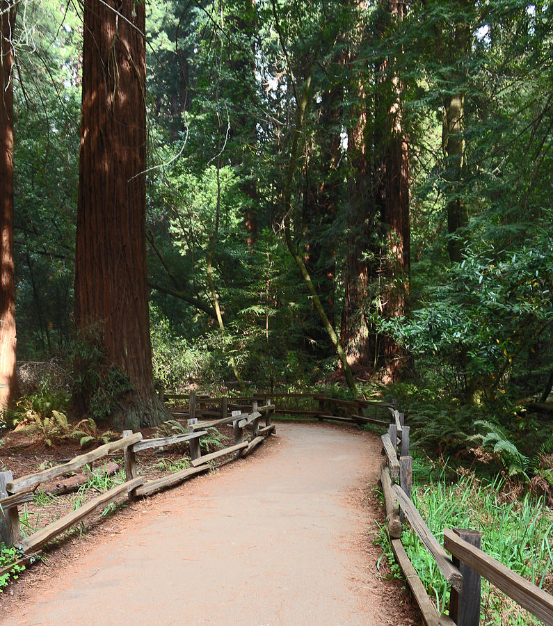 A Walkway for Nature Enjoyment Photograph by Judy Schneider - Fine Art ...