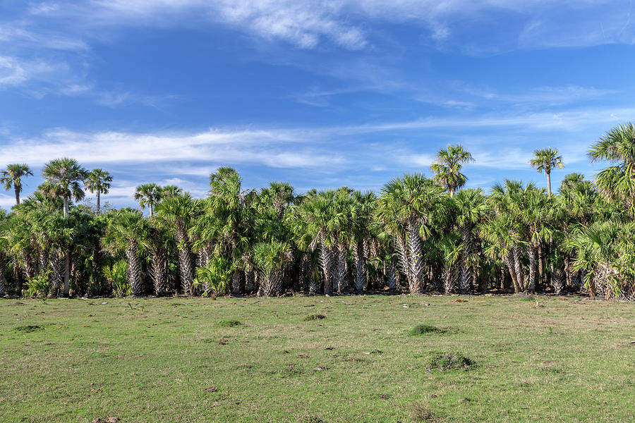 A wall of Palms Photograph by W Chris Fooshee
