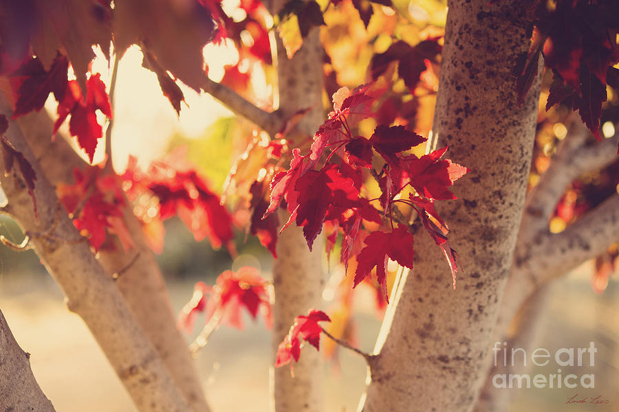 A Warm Red Autumn Photograph by Linda Lees