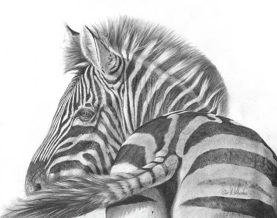 Wildlife Drawing - A Watchful Eye by Peter Williams