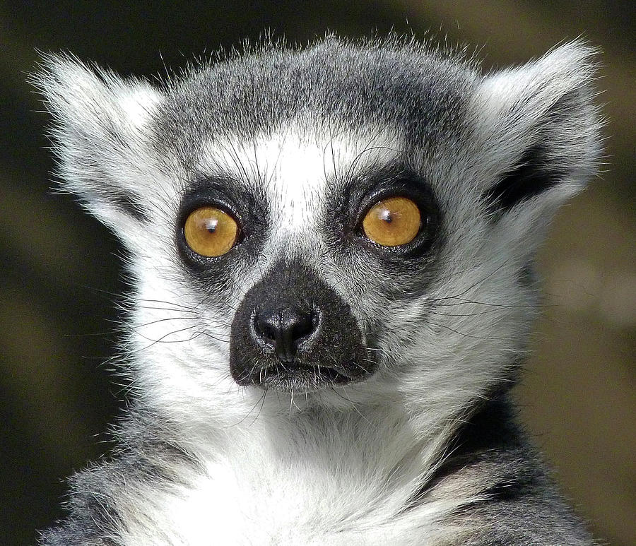 A Watchful Ring-tailed Lemur Photograph by Margaret Saheed
