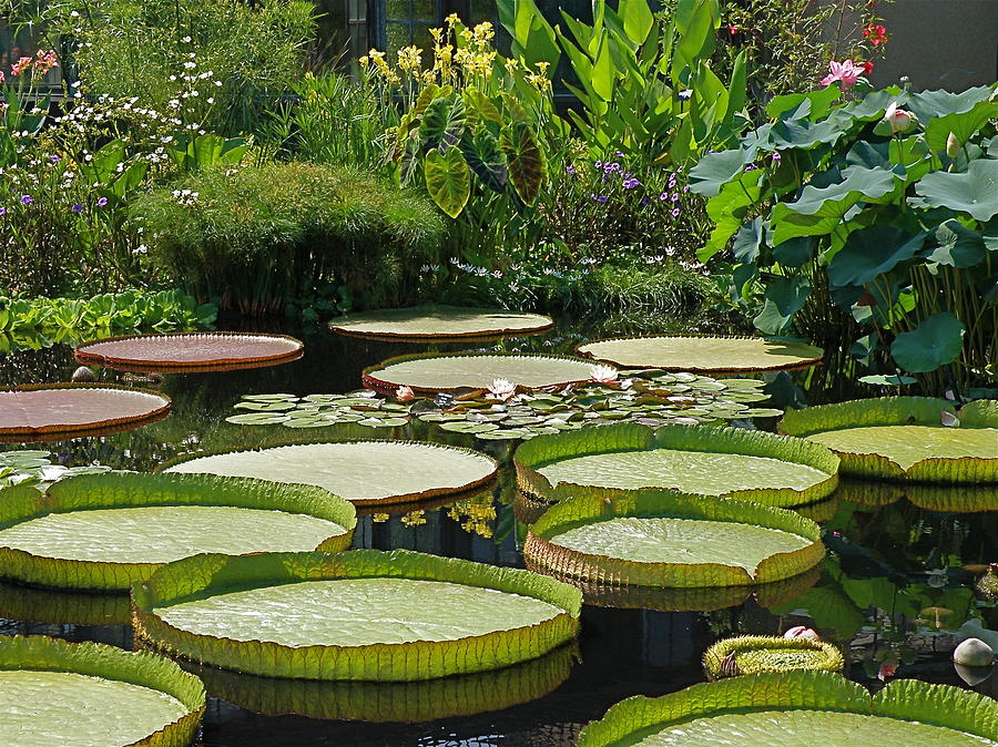 Water Garden Photograph - A Water Garden by Byron Varvarigos Water Garden Photograph - A Water Garden by Byron Varvarigos