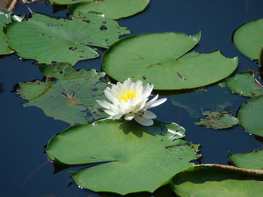 Water Lily Photograph - A Water Lily Bloom by Shiana Canatella