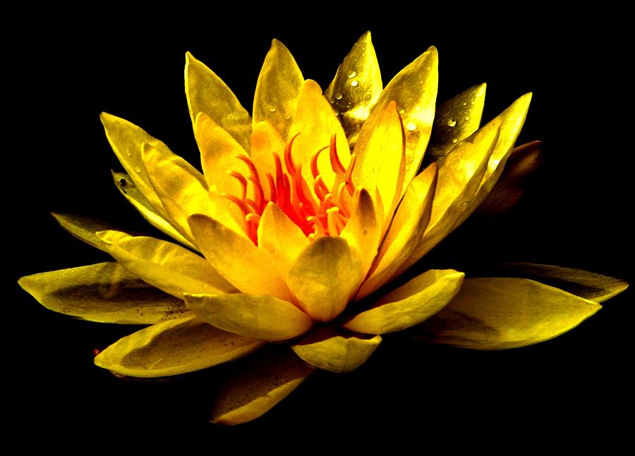 A Water Lily Photograph by Eileen Brymer