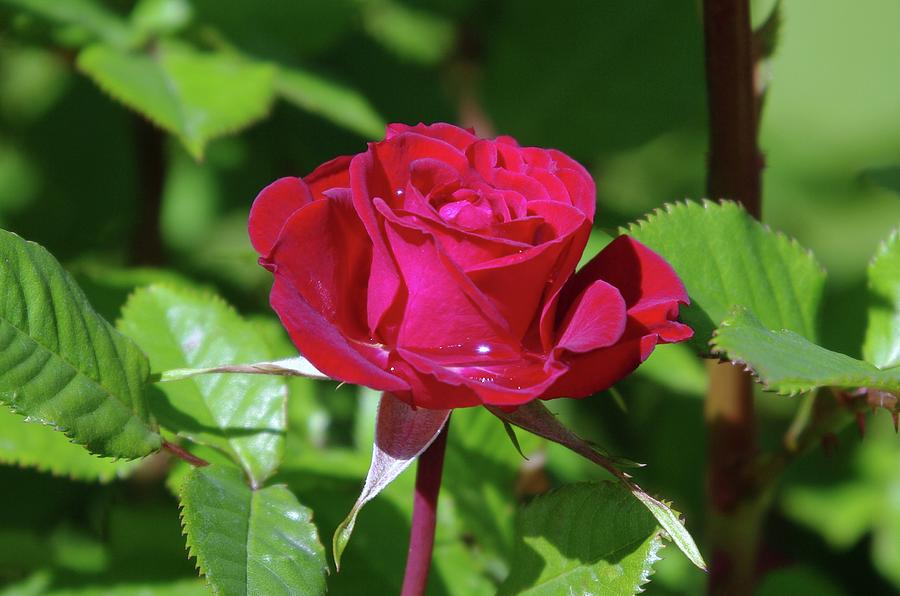 A Watered Rose Photograph by Jeff Swan - Fine Art America