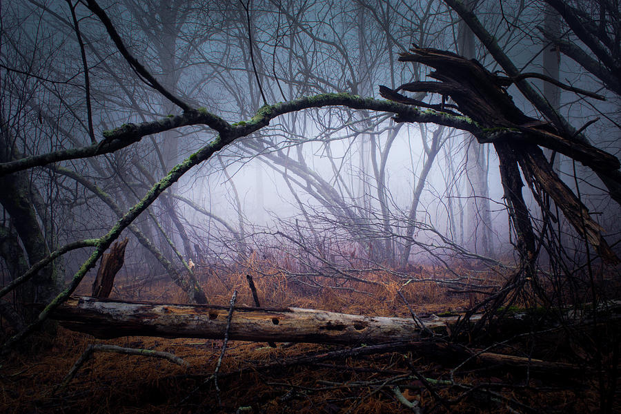 A Way Out of the Dismal Forest Photograph by Douglas Barnett