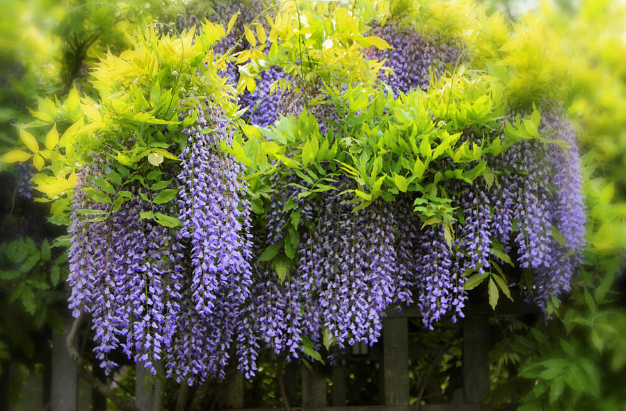 Flower Photograph - A wealth of Wisteria by Jessica Jenney