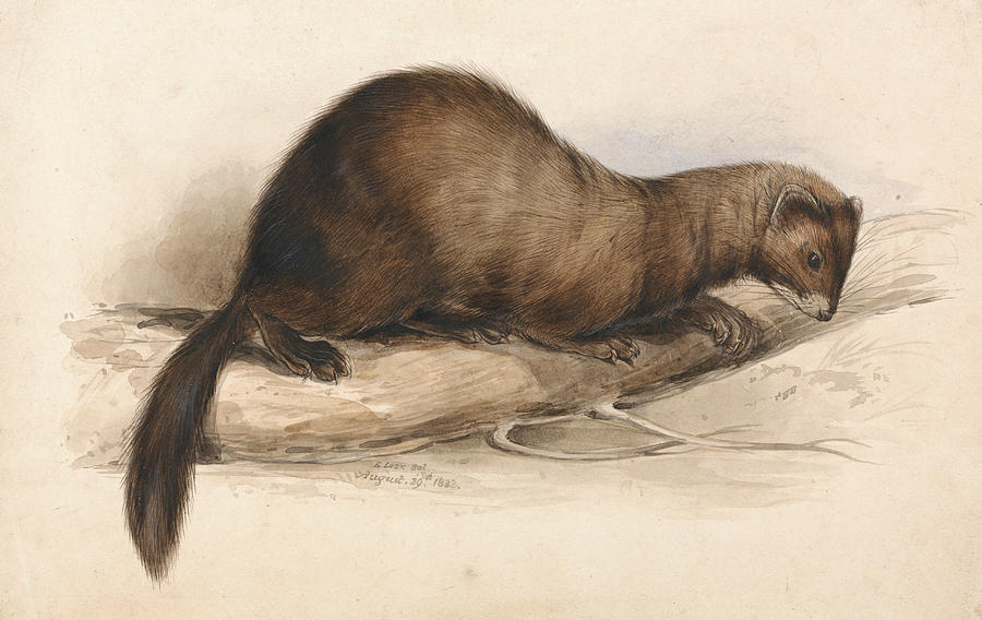 A Weasel Drawing by Edward Lear