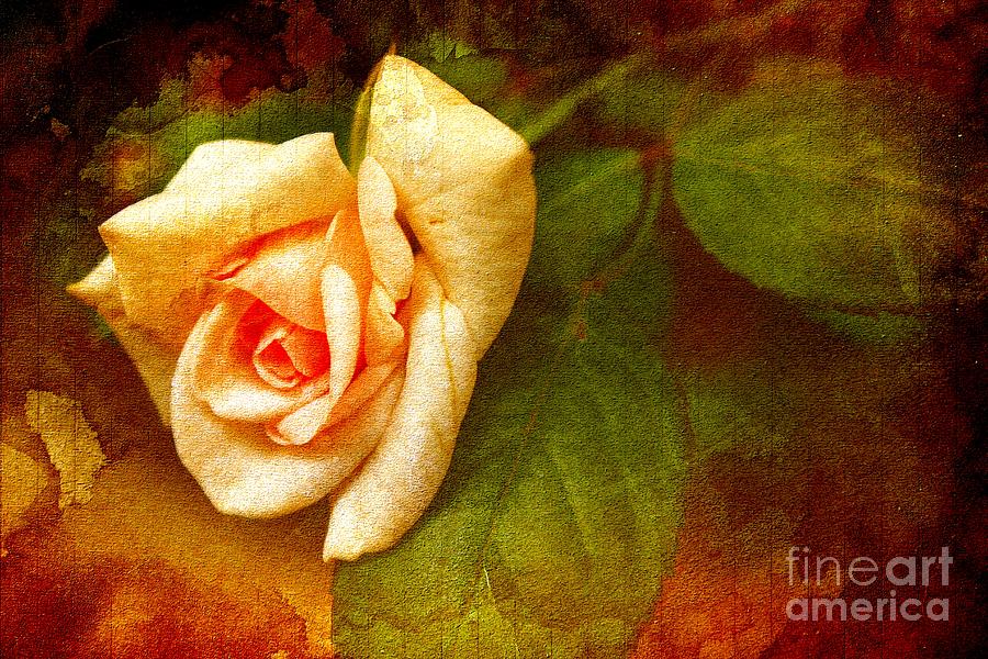 Rose Photograph - A Weathered Vintage by Clare Bevan