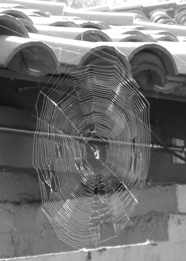 A Web in Sun in Black and White Photograph by Colleen Cornelius