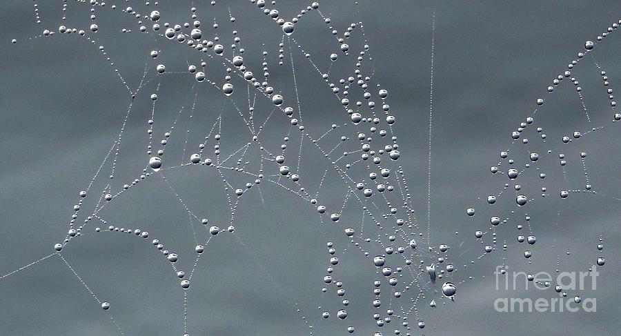 Web Of Pearls Photograph by Marcia Lee Jones