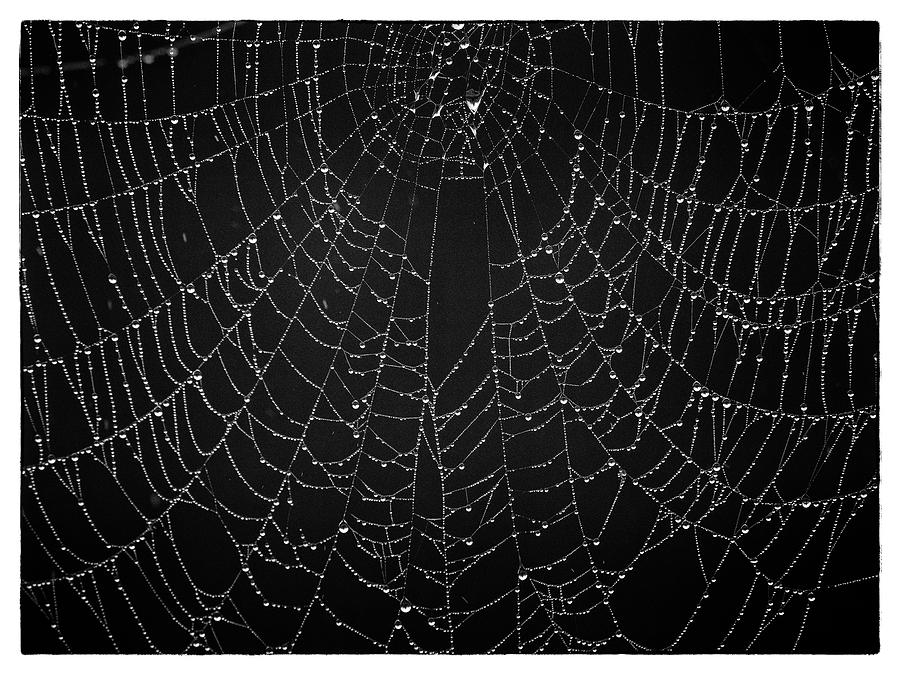 A Web of Silver Pearls Photograph by Gary Karlsen