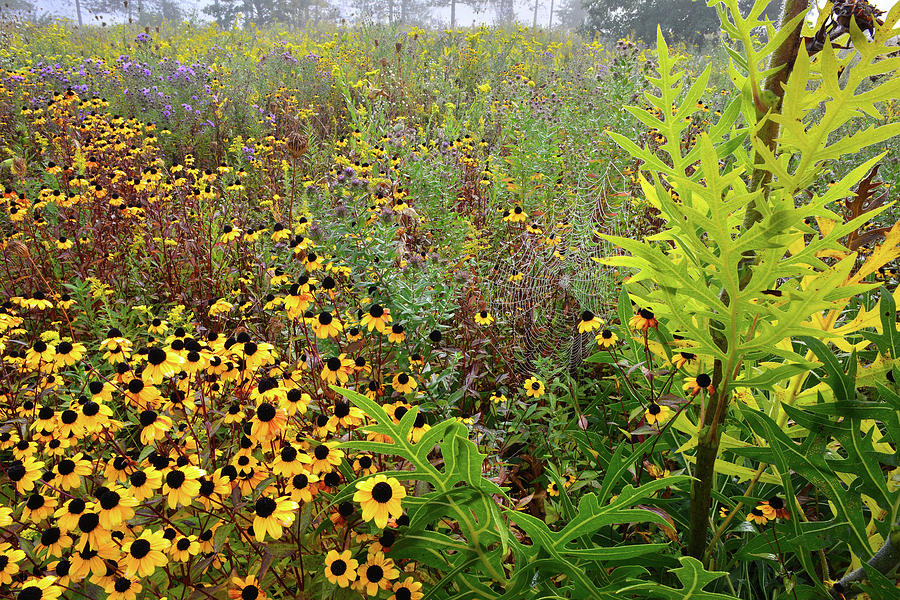 A Web of Wildflowers at Brookdale Photograph by Ray Mathis