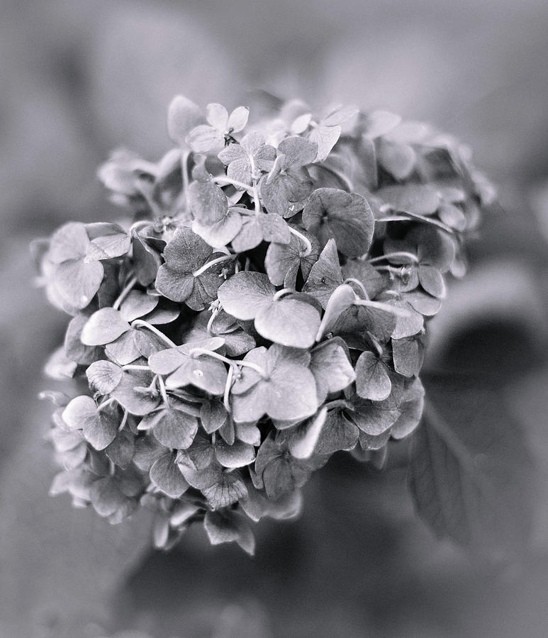 Hydrangea Photograph by Elvira Pinkhas