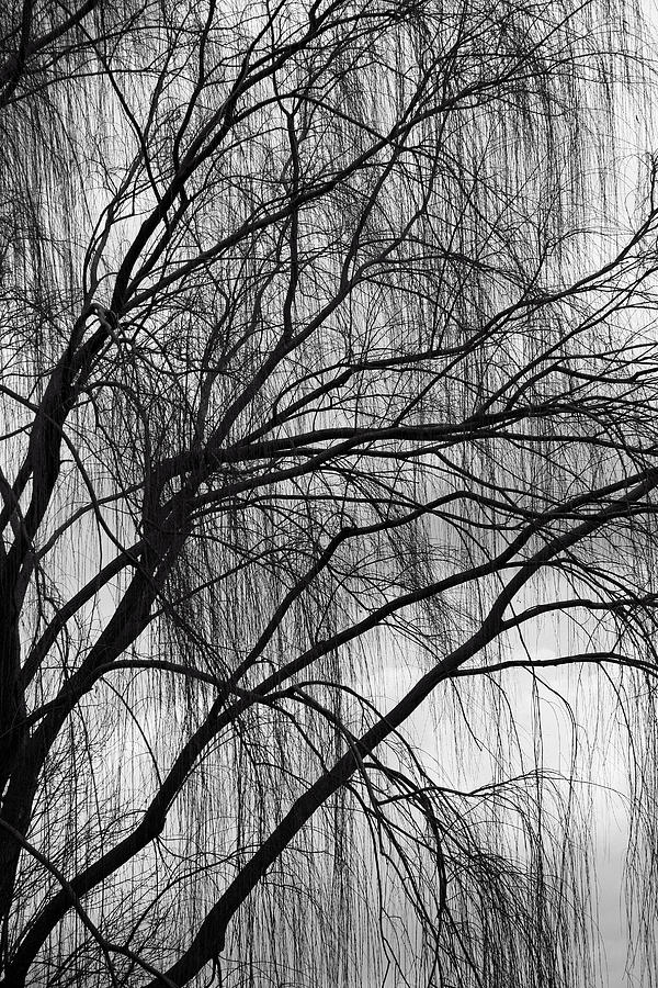 A Weeping Willow In Black And White Photograph by Cora Wandel