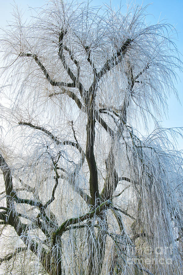A Weeping Winter Willow  Photograph by Tim Gainey