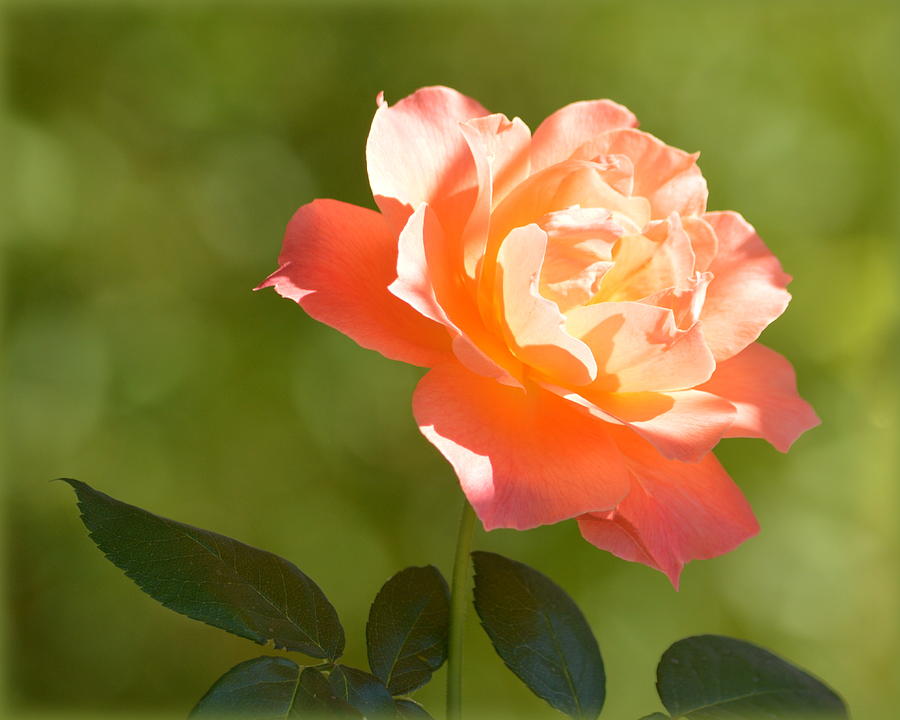 A Well Lighted Rose Photograph by AJ Schibig