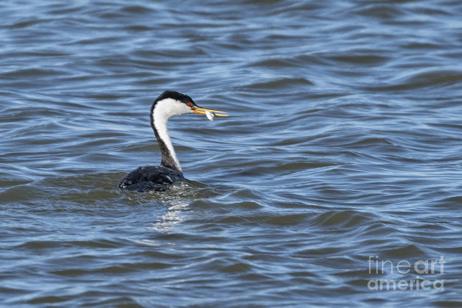A Western Grebe Catches Dinner Photograph by Priscilla Burgers