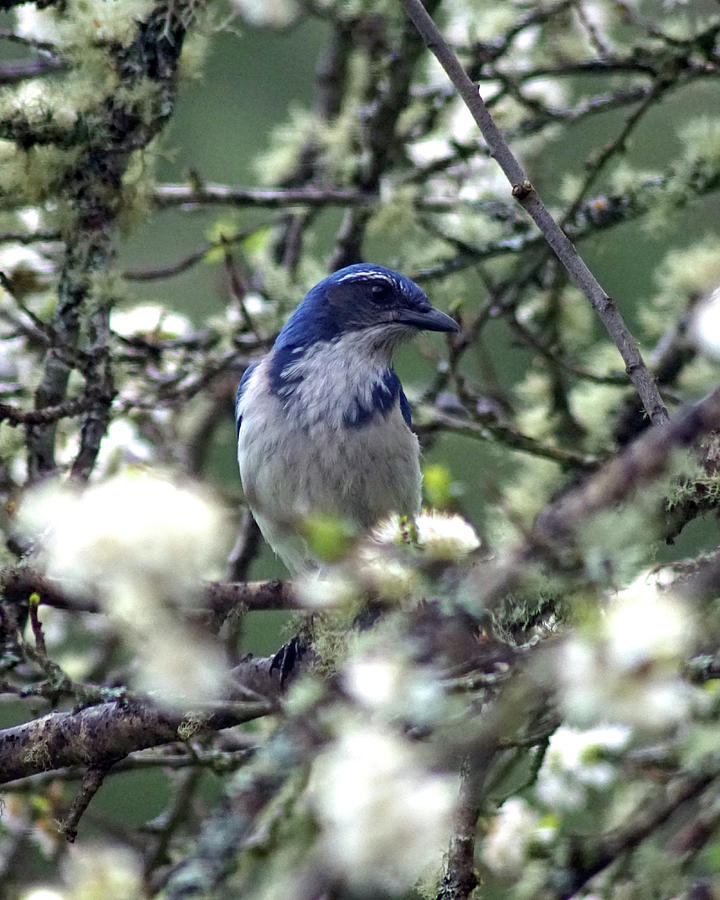 A Western Scrub Jay in Dragonfly Forest #1 Photograph by Ben Upham III